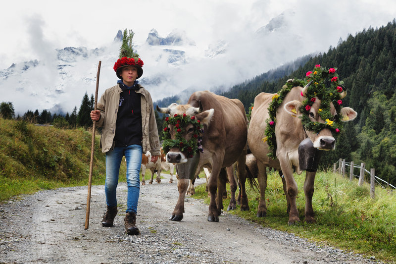 Alpabtrieb Alpe Spora, Foto Andreas Haller